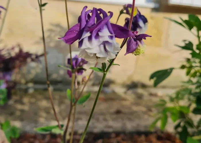 L'oasis Girondine 4 Etoiles Semesterbostad *