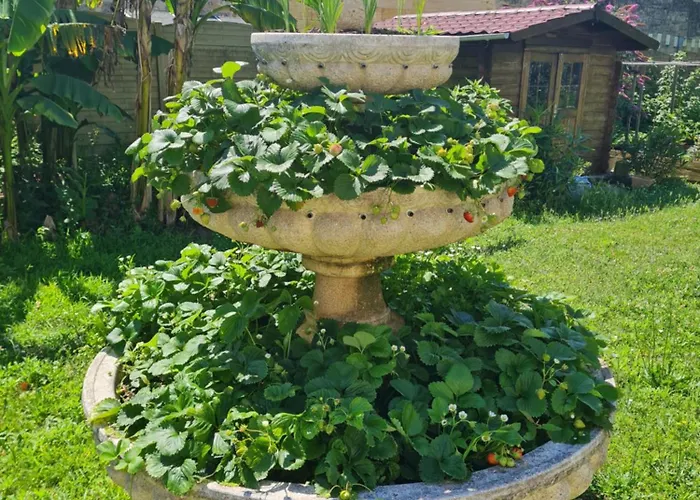 Semesterbostad L'oasis Girondine 4 Etoiles