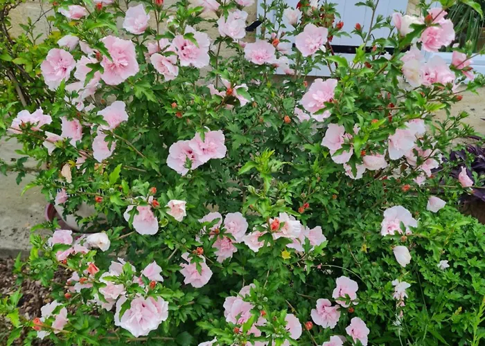 L'oasis Girondine 4 Etoiles Holiday home *